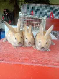 Młode  króliki samiczki Okazja!!