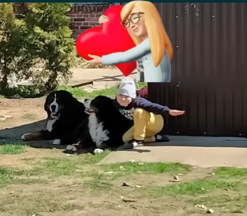 Berneński pies pasterski 2500 dostepna suczka!