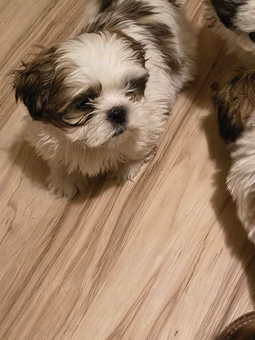 REZERWACJA ślicznego pieska SHIH TZU