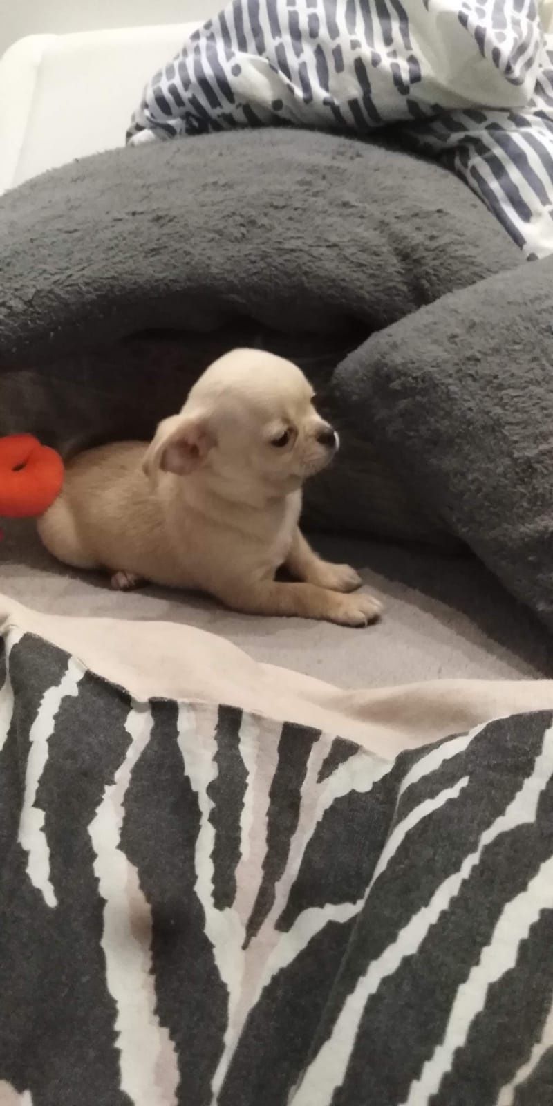 Chihuahua chłopczyk