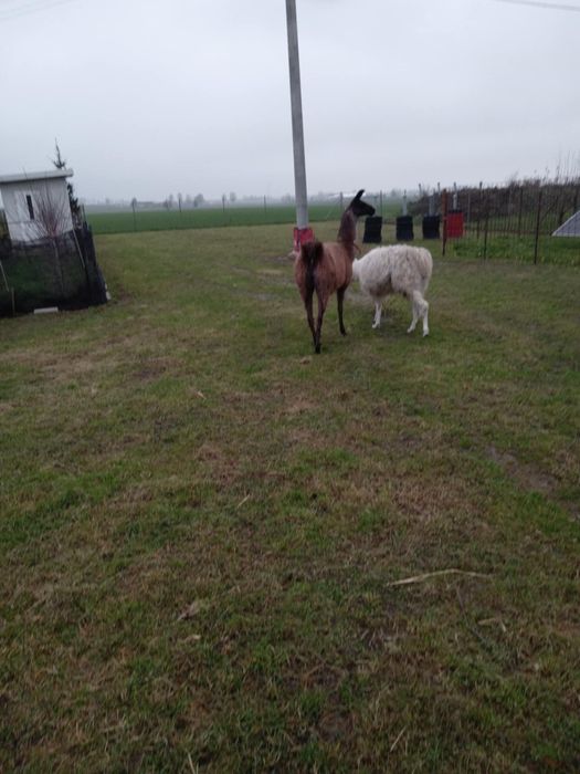 Para lam samiec i samica sprzedam lub zamienię