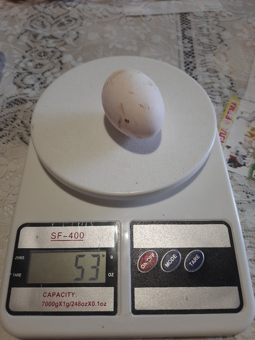 Інкубаційне яйце Легорн білий стандарт