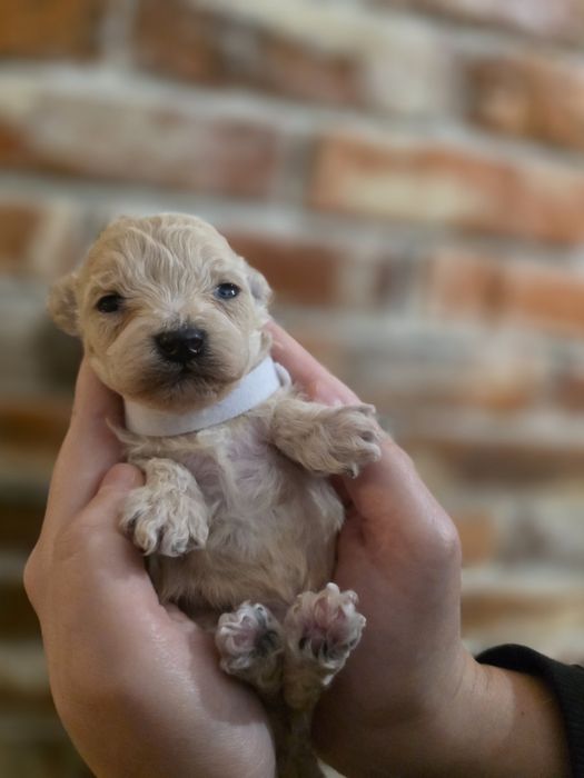 Maltipoo f1  xss piesek do rezerwacji!!!