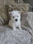 West highland terrier