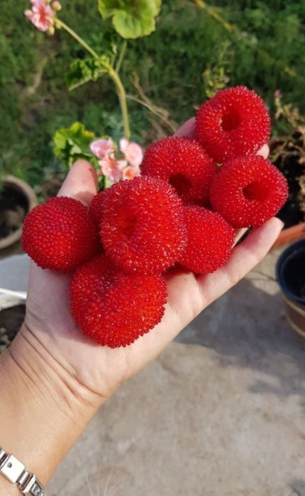 Ягідка "ЗАГАДКА") Мяо-Мяо тібетська малино-земляніка/малино-клубніка