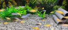 Pyszczaki Fire fish Socolofi