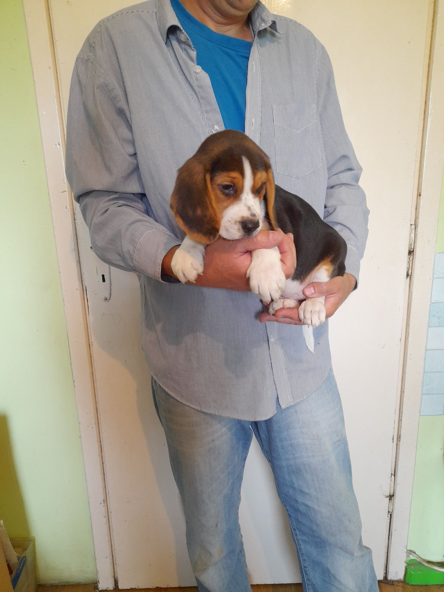 Beagle szczeniak tricolor