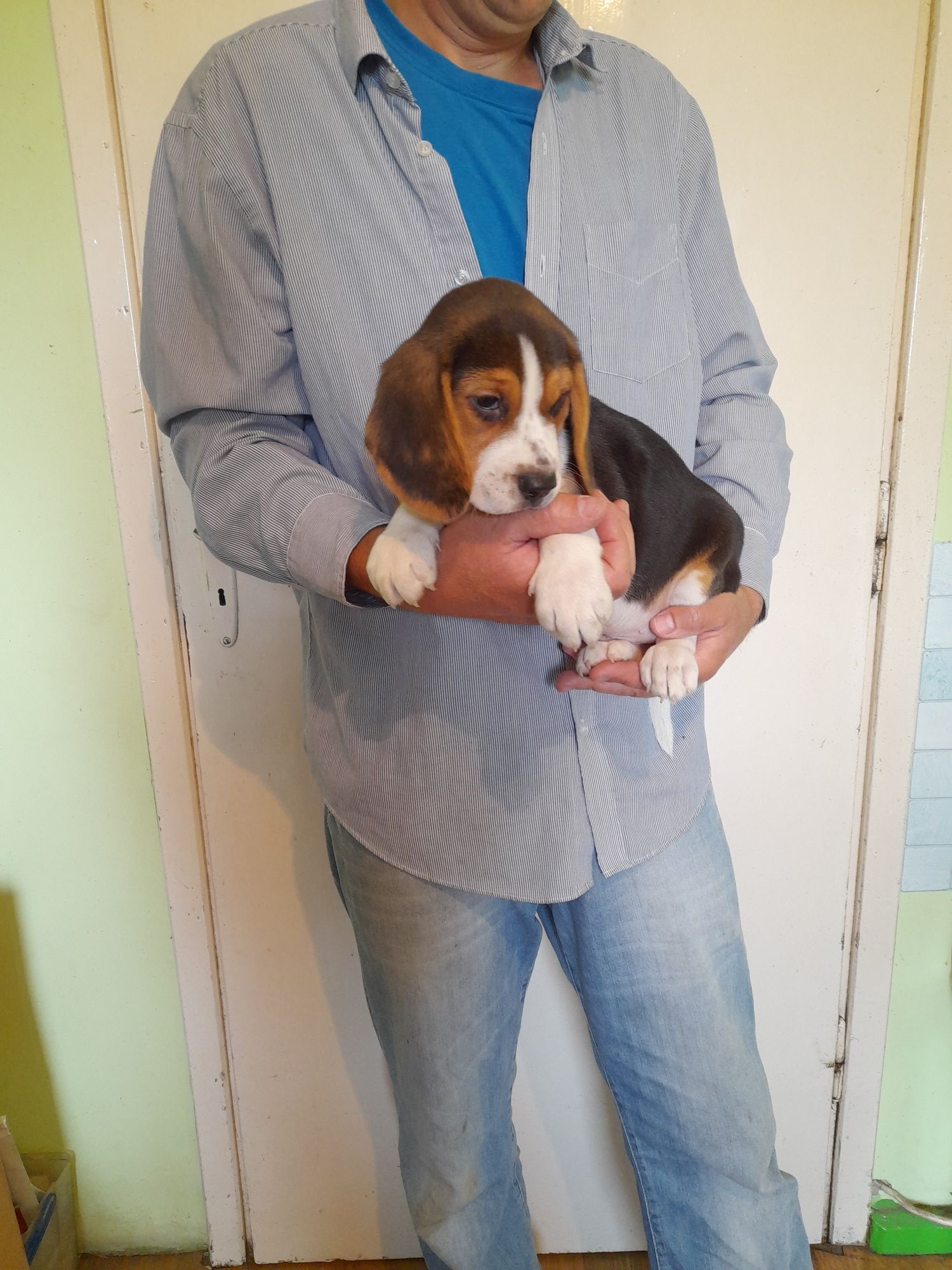 Beagle szczeniak suczka tricolor