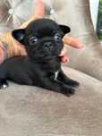 Mini Chihuahua xxxs chłopak