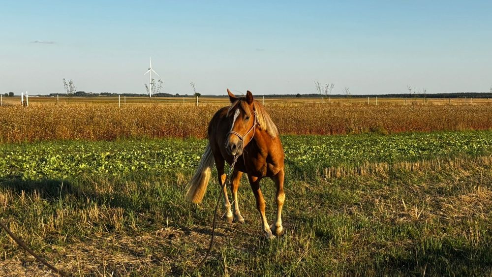 Ogier 1/2 American Quarter Horse (aqh)