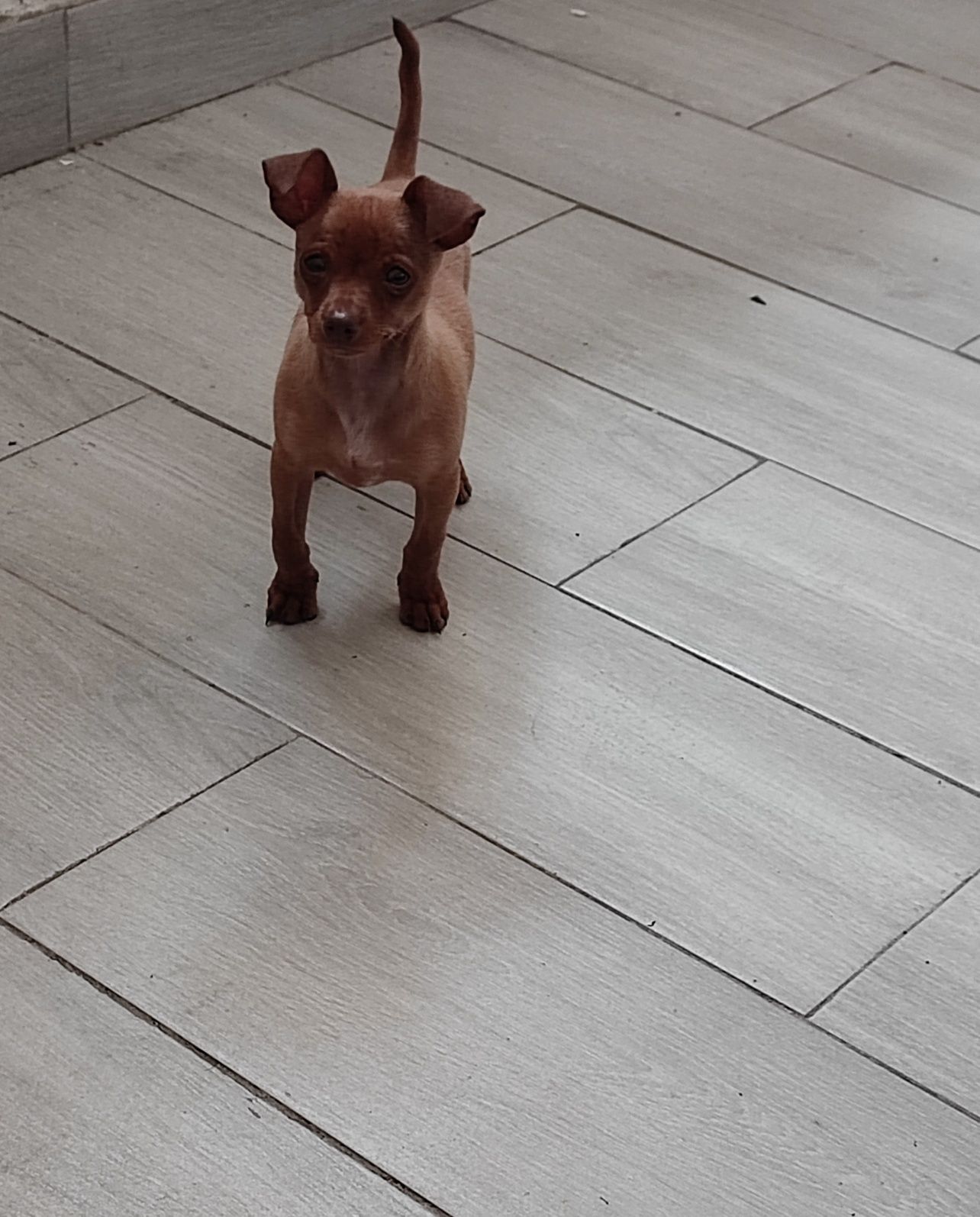 Pinscher macho miniatura