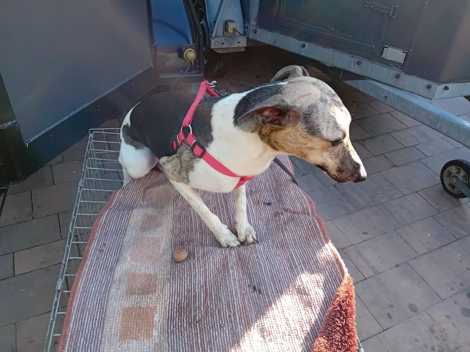 CHart Whippet suczka