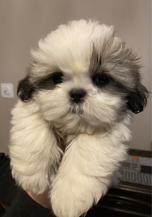 Szczeniaki shih tzu