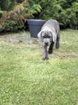 Cane Corso italiano