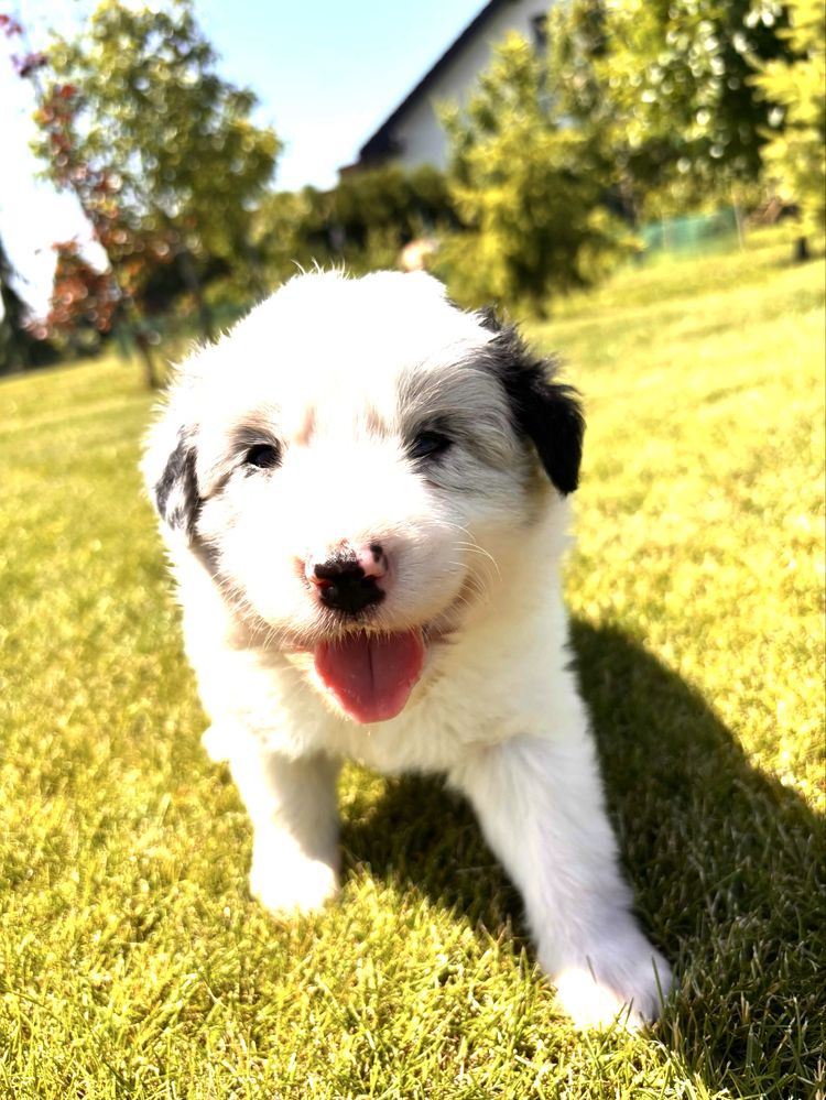 Psy border collie