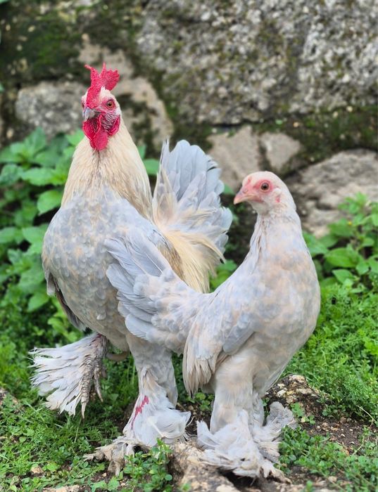 Casal de  calçada holandesa porcelana