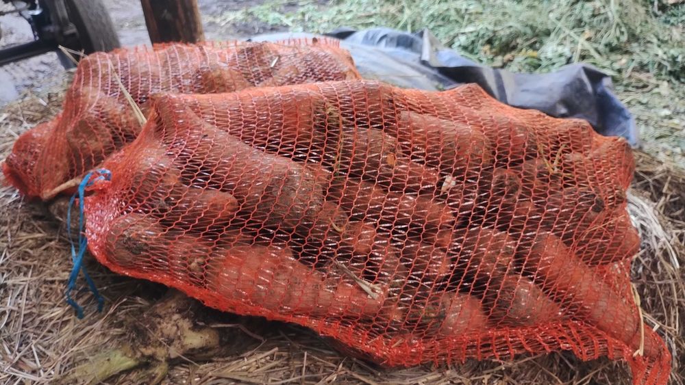 Pietruszka z marchewką