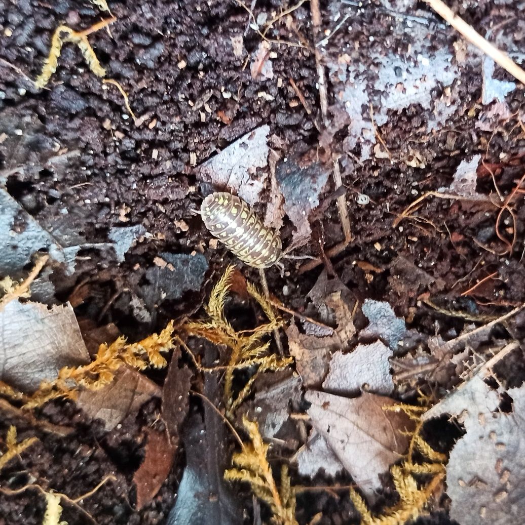 Armadilidium Versicolor 10x