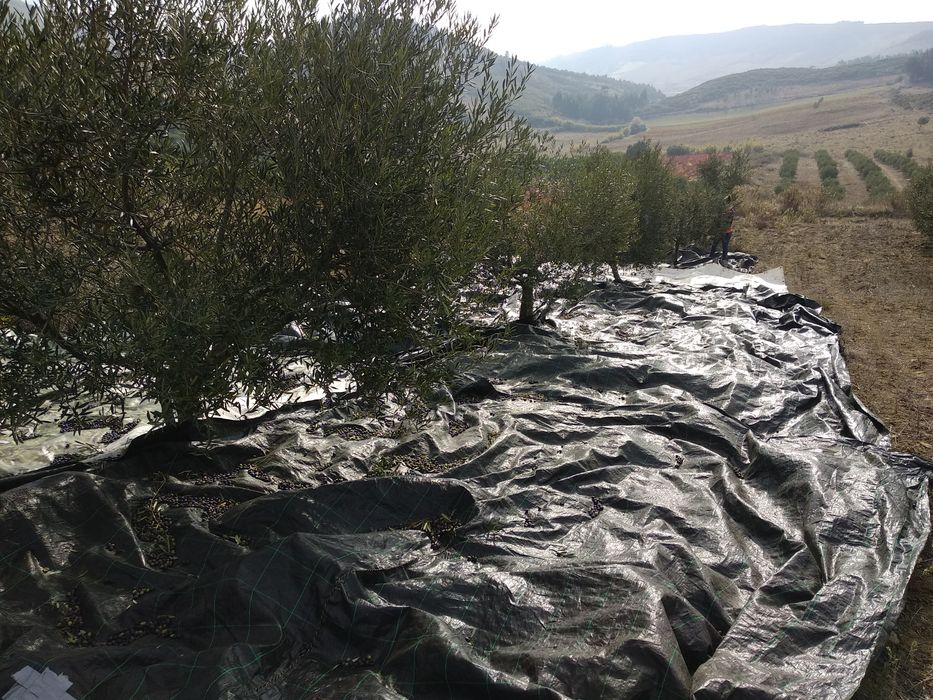Terreno agrícola com olival 1ha Alenquer