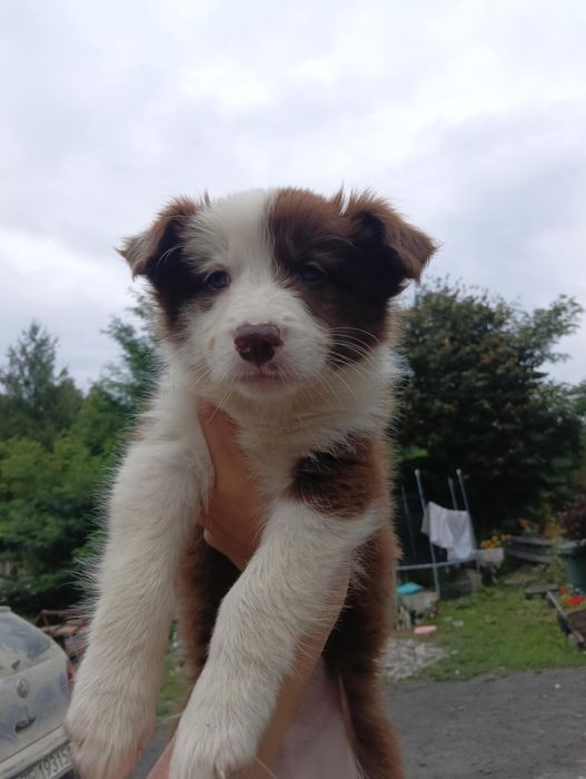 Border collie szczenię rodowodowe