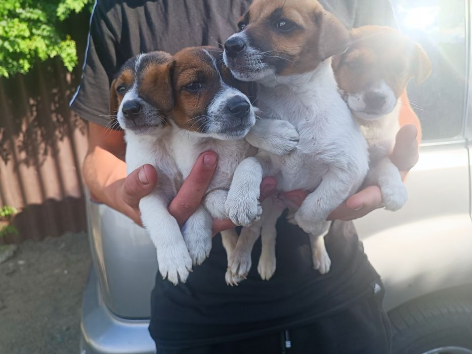 Джек-рассел-терьер мальчишки одесские