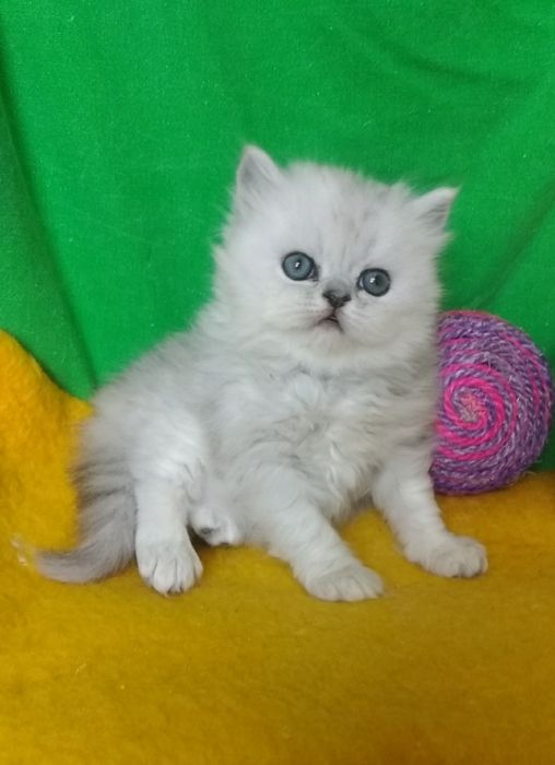 Серебристая шиншилла котята белые