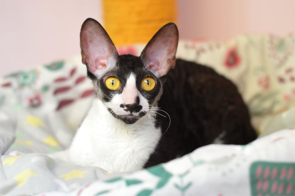 Cornish Rex- wspaniała Koteczka Jeynes