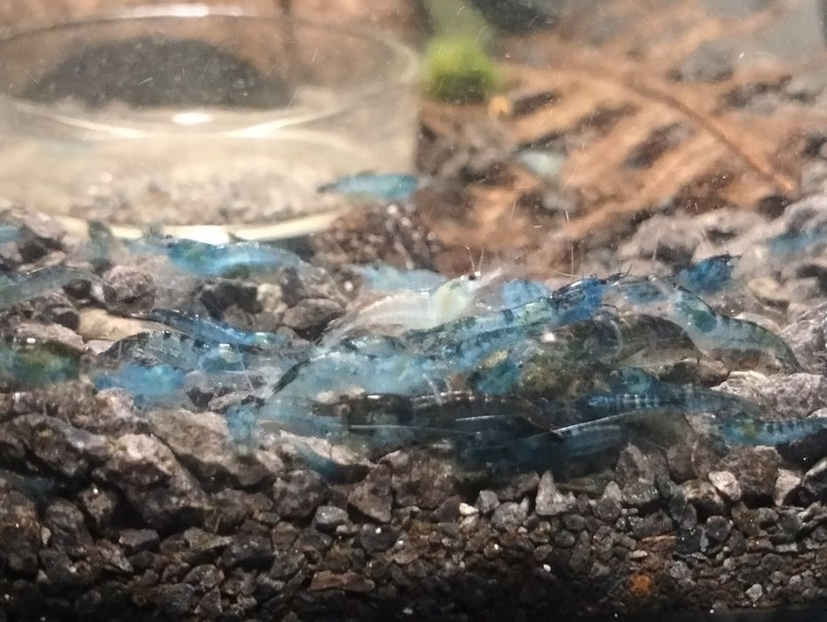 Krewetki neocaridina + jedzenie gratis