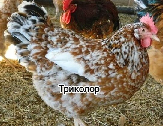 Триколор, редбро, Тетра инкубационное яйцо куриное.Отправка по Украине