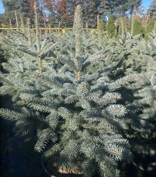 Pinus nigra sosna czarna