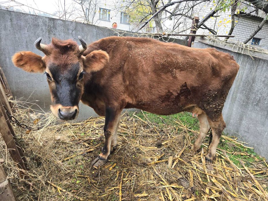 корова первістка Джерсі