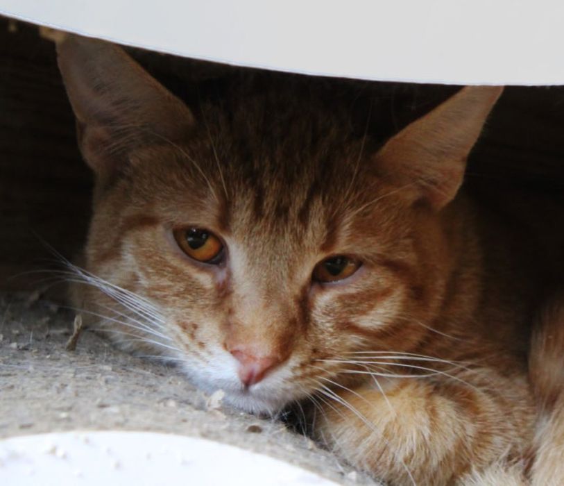 хороший котенок Омлет, кот 1 год, котенок, кошак,