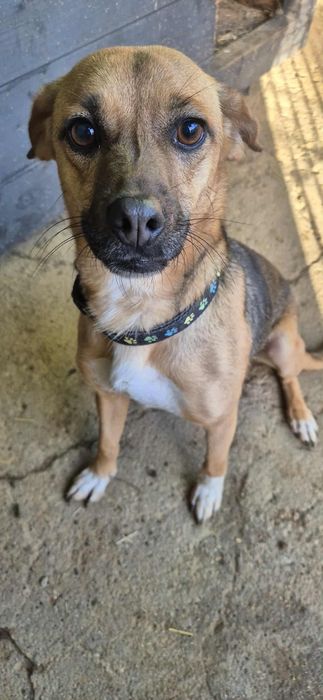 Do adopcji cudowna sunia