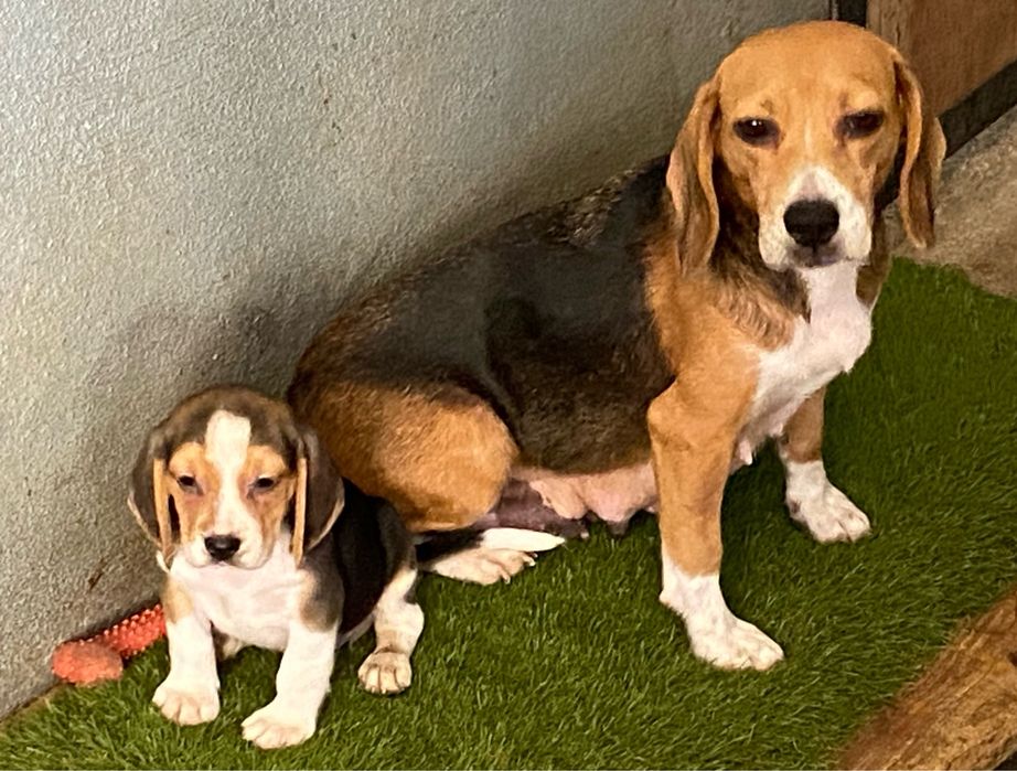 Cachorro Beagle tricolor exelente