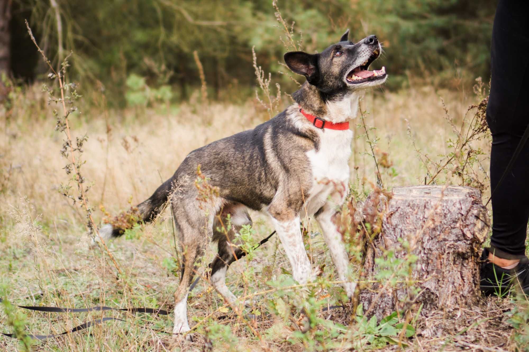 10 letni Salto do adopcji!