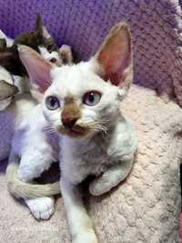 Koteczka devon rex