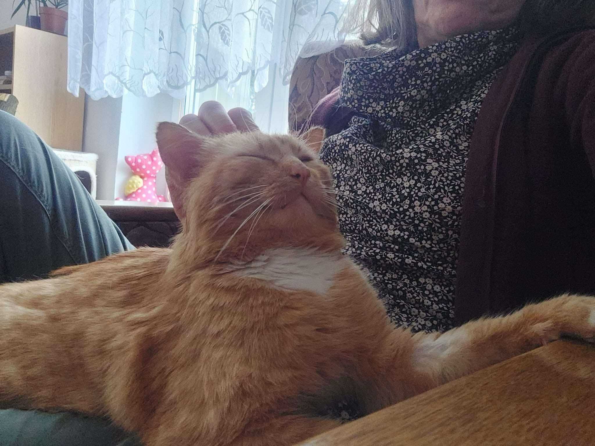 Rudy Lumos do adopcji
