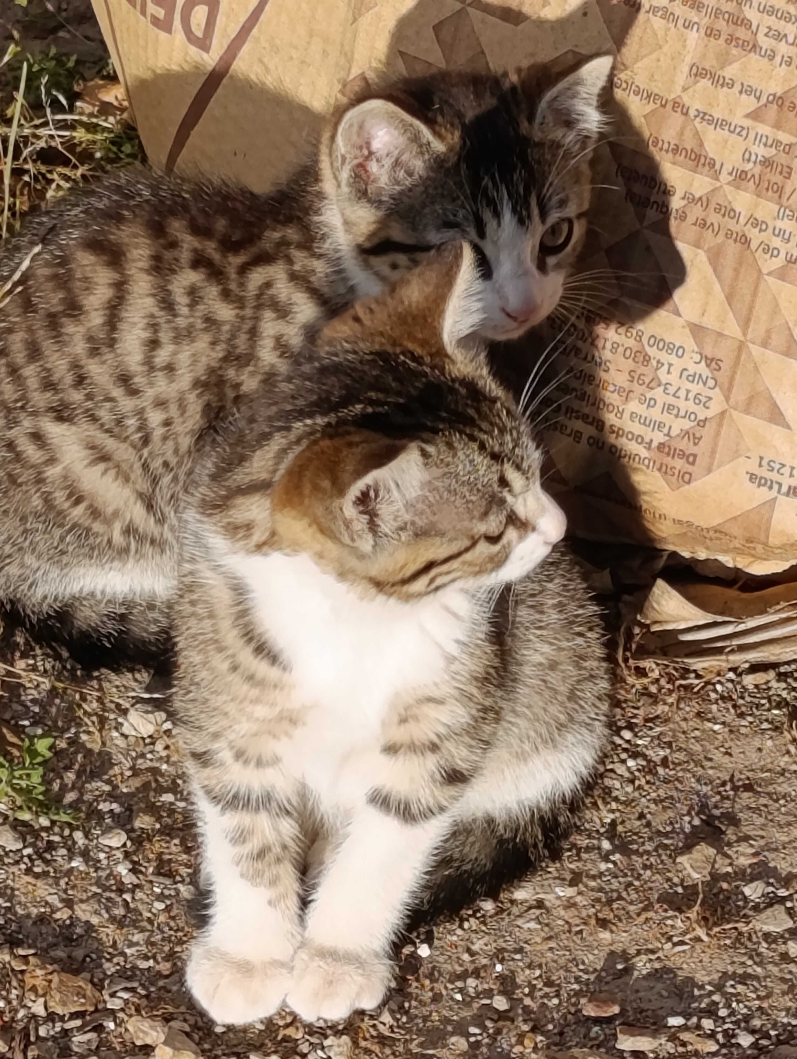 Gatinhas fêmeas para adoção