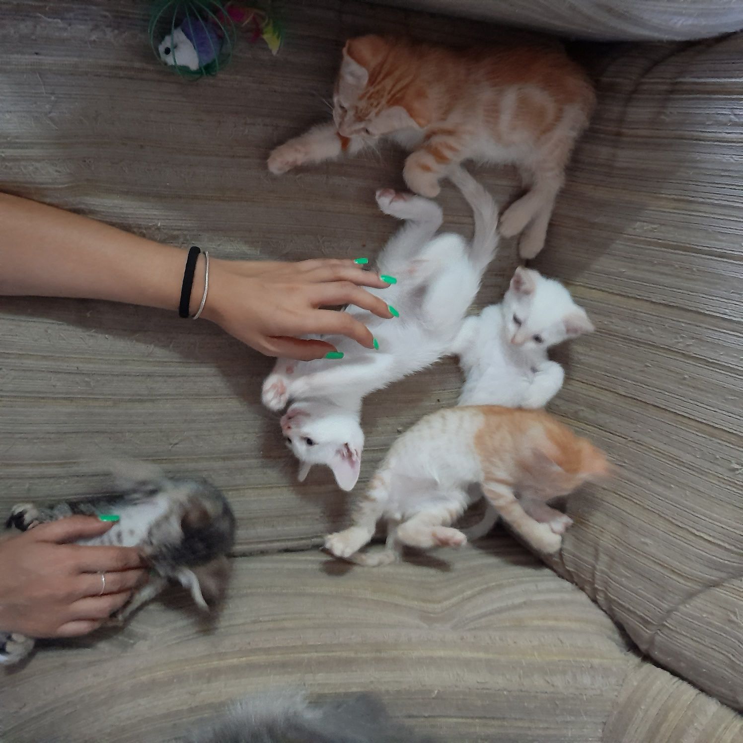 Gatos para adoçao