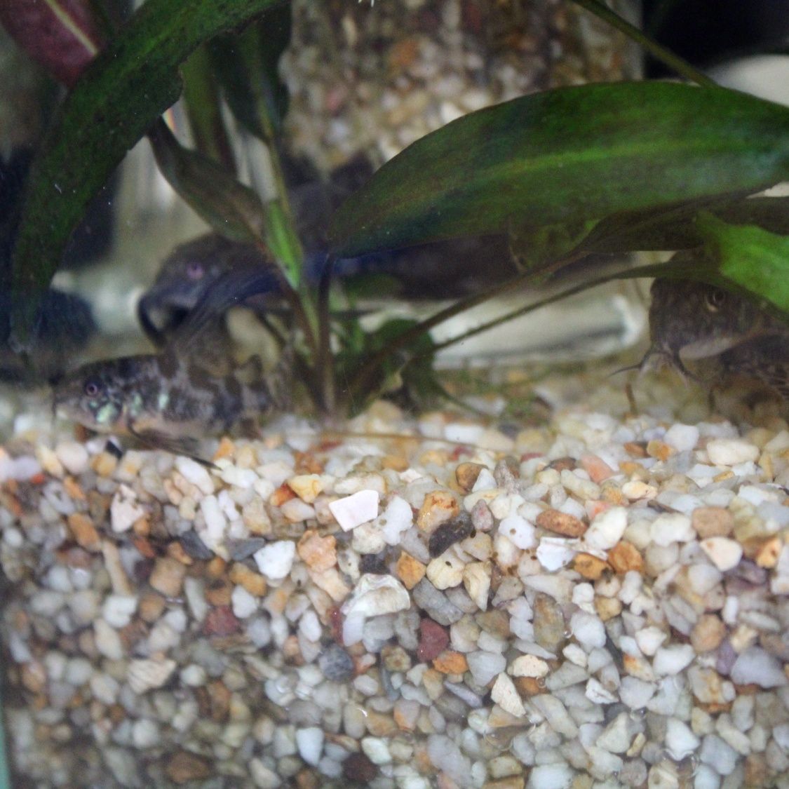 акваріумна рибка Коридорас крапчастий / аквариумная рыбка сом коридора
