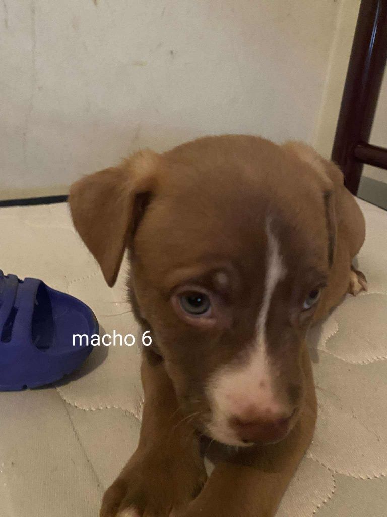 Dou cães super fofinhos