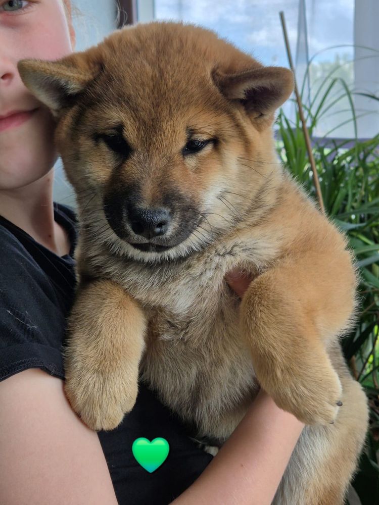 Shiba inu piekny czerwony chlopiec
