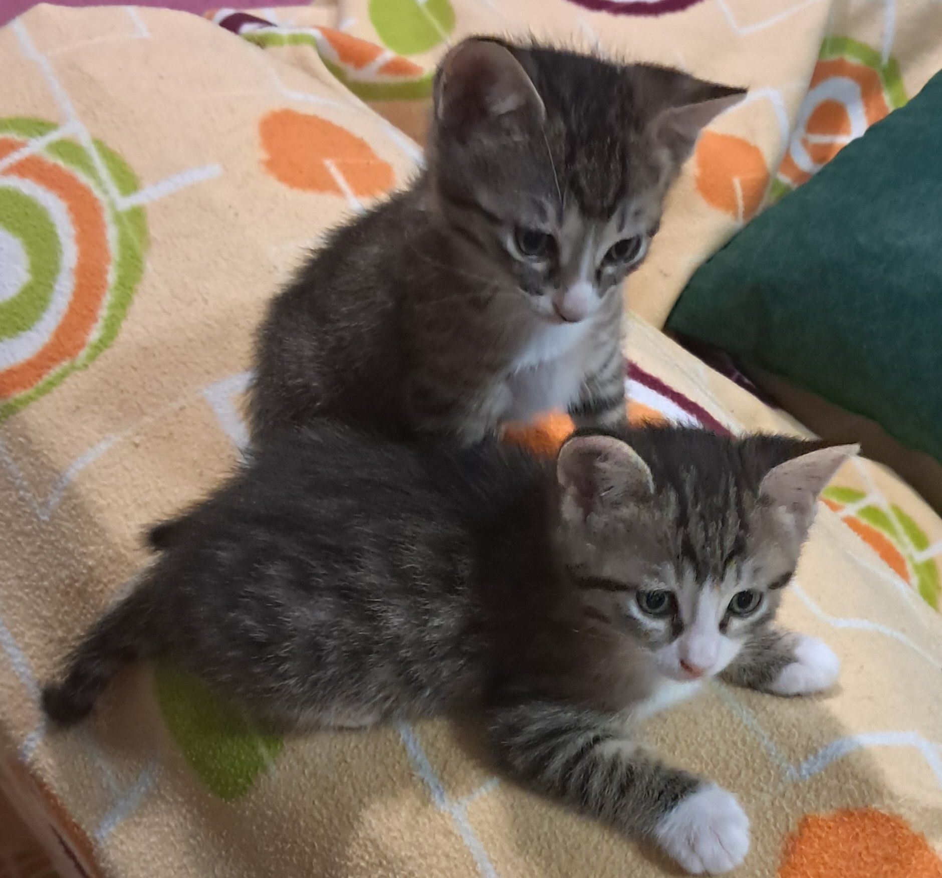 2 gatinhos tigrados com 6 semanas para adoção