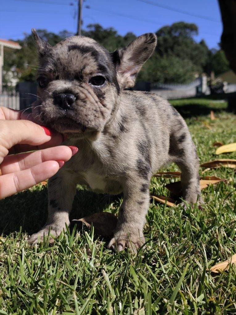 Bulldog  merle macho