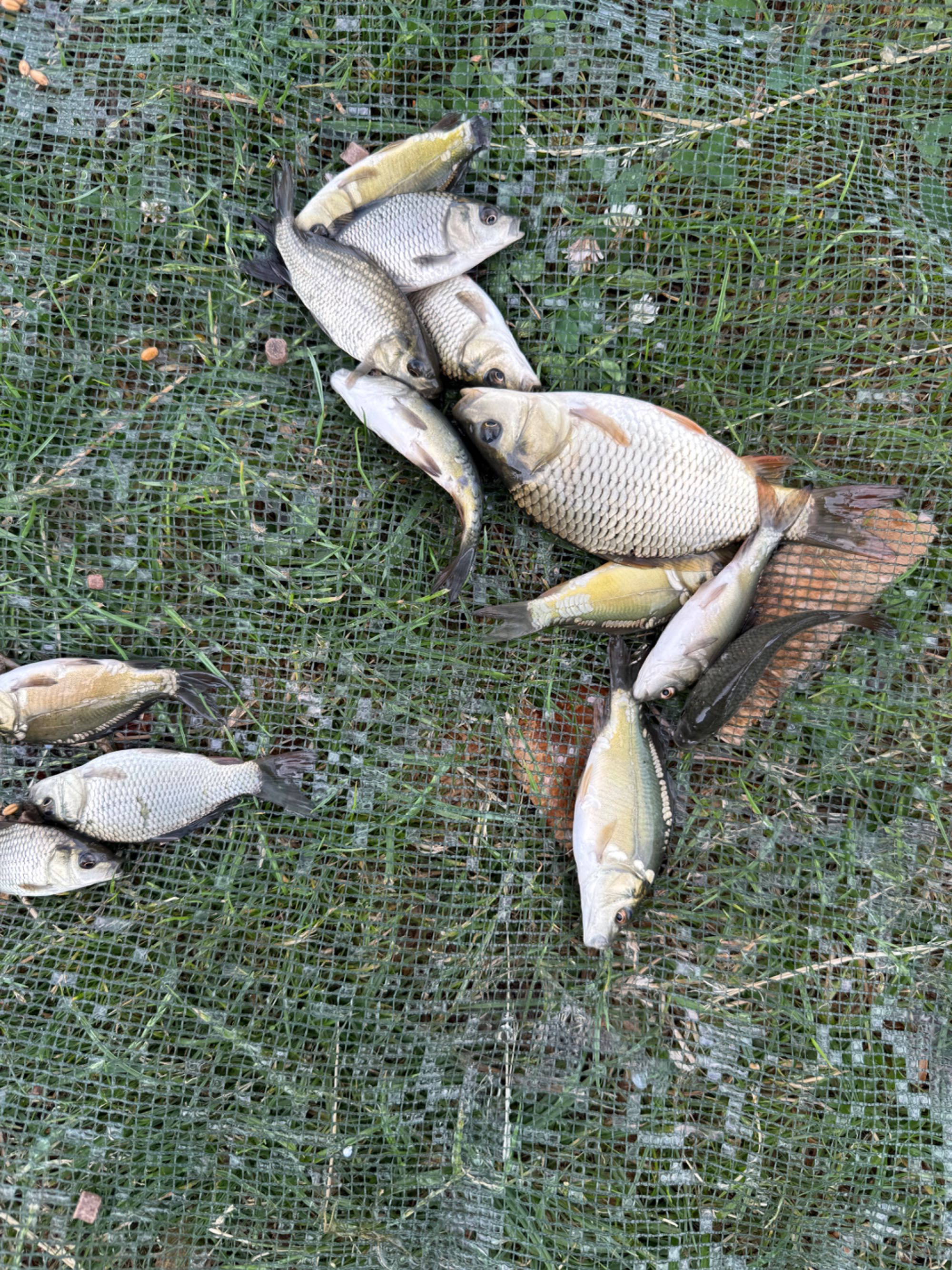 Narybek Karp królewski pelnoluski golec 7cm-25cm