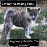 AKITA japońska, akita INU , pręgowany chłopiec ZKwP / FCI
