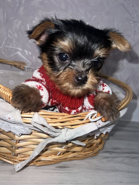 Йоркширський терьєр