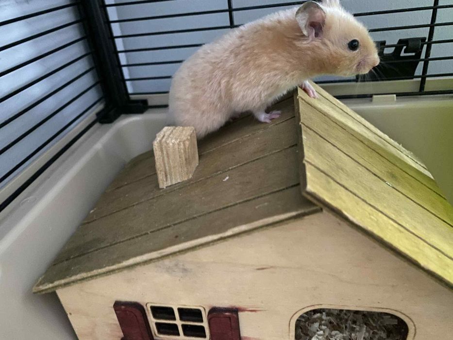 Chomik z klatka i akcesoriami