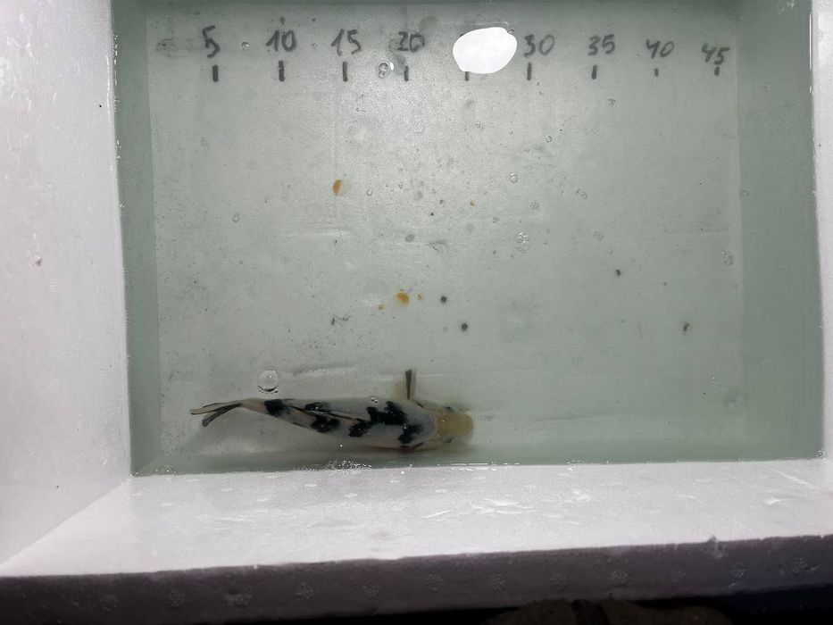 Короп кої в акваріум