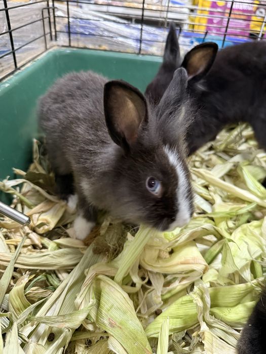Карликовый кролик (пепельный)